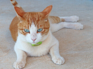 Domestic tabby cat wearing a tracking collar, bright green
