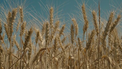 wheat on a farm field on a clear day against the background of the sky, agriculture, harvest...