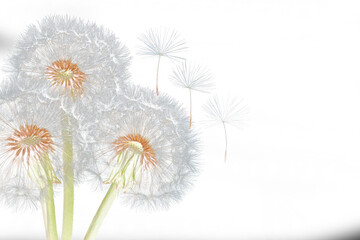 Close up of grown dandelions and dandelion seeds isolated on black background