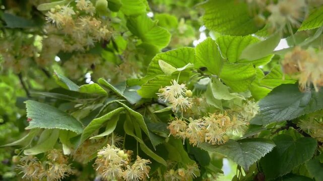 yellow blossom of the linden tree