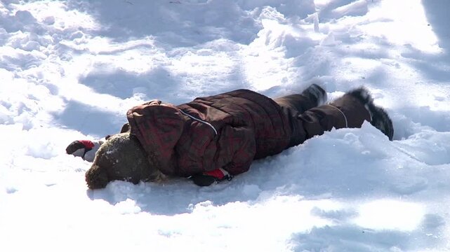 Little boy with face down in the snow 