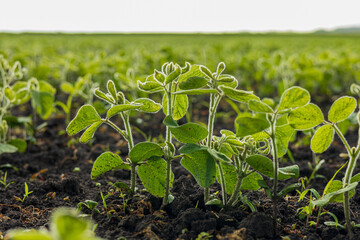Young soybean plants are emerging from rich soil in a vast agricultural field while benefiting from ample sunlight in the growing season
