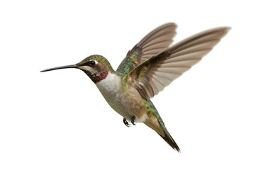 Naklejka premium Hummingbird in flight, garden background, isolated, nature