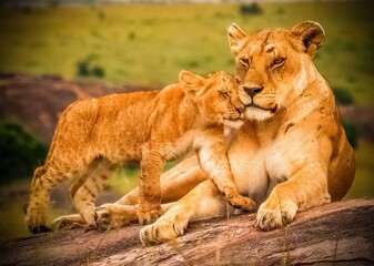 Lioness resting on a rock with her cub