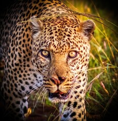Leopard walking and staring intensely in the savannah
