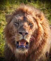 Majestic male lion showing teeth and looking menacing