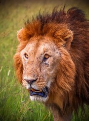 Majestic lion showing teeth and walking in the savannah
