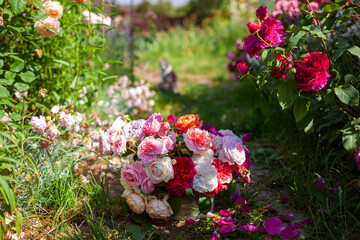 Close up of bucket full of colorful English roses. Picking flowers for floral arrangement in...