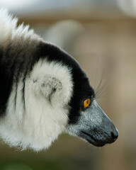 Obraz premium The black-and-white ruffed lemur is an endangered species of ruffed lemur, one of two which are endemic to the island of Madagascar