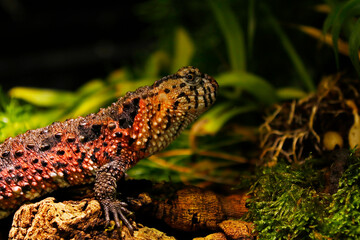 The Chinese crocodile lizard is a semiaquatic anguimorph lizard found only in cool forests in...