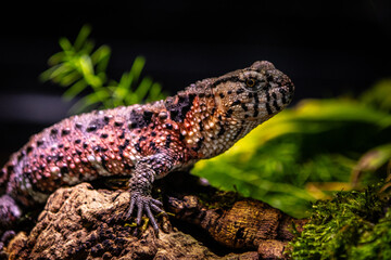 The Chinese crocodile lizard is a semiaquatic anguimorph lizard found only in cool forests in southeastern China and northeastern Vietnam