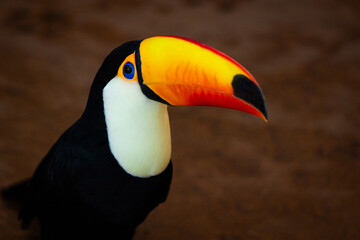 The toco toucan is a species of bird in the toucan family Ramphastidae. It is the largest species...