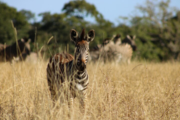Juvenile Plains Zebra