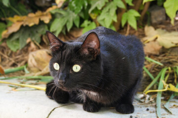 Alert black cat with green eyes