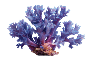 coral reef isolated on white or transparent background cutout, generative ai