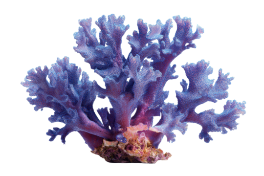 coral reef isolated on white or transparent background cutout, generative ai