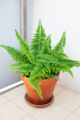 Vibrant Boston fern (Nephrolepis exaltata) in terracotta flower pot with fresh green foliage, placed on sunny outdoor balcony, home gardening concept