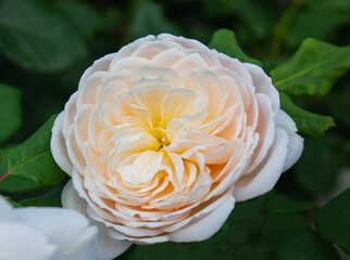 English rose Abraham Darby in botanical garden with green leaves background.