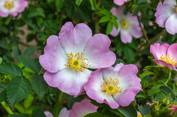 Light pink flowers of Dog rose, Rosa canina in bloom on branches, beautiful wild flowering shrub, green leaves.