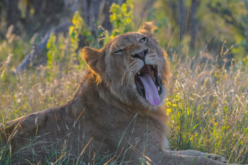 African lion during safari in Kruger national park
