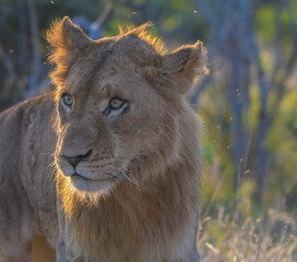 African lion during safari in Kruger national park