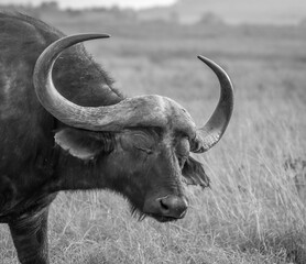 Buffalo in Rietvlei nature reserve in Gauteng