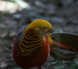 Portrait of a Golden Pheasant or chinese or rainbow pheasant in bird garden johannesburg South...