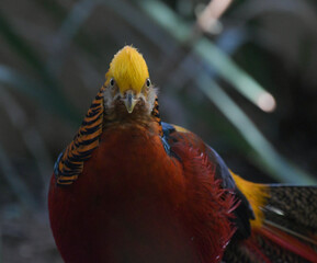 Portrait of a Golden Pheasant or chinese or rainbow pheasant in bird garden johannesburg South Africa