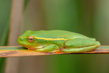 A cute Yellow-striped Reed Frog (Hyperolius semidiscus) sleeping on reeds at the edge of a dam, KwaZulu-Natal, South Africa