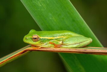 A cute Yellow-striped Reed Frog (Hyperolius semidiscus) sleeping on reeds at the edge of a dam, KwaZulu-Natal, South Africa
