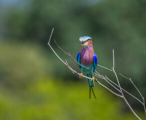 Kruger national park is a dreamy and authentic safari experience in South Africa