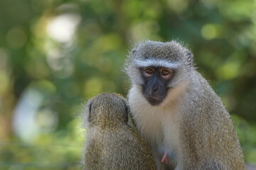 Kruger national park is a dreamy and authentic safari experience in South Africa