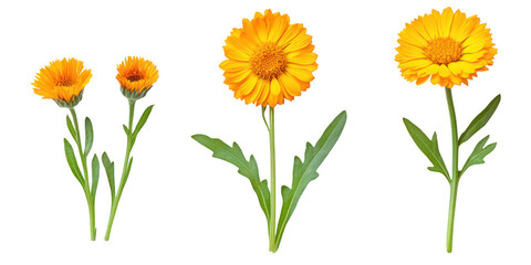 Three calendula flowers illustration on transparent png background