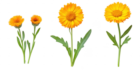 Three calendula flowers illustration on transparent png background