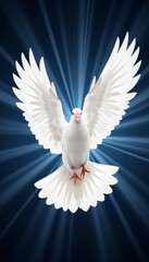 White dove flying with spread wings against dark background  