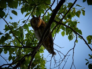 Uszatka (zwyczajna), sowa uszata - Asio otus, long-eared owl