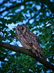 Uszatka (zwyczajna), sowa uszata - Asio otus, long-eared owl © filozofgrecki