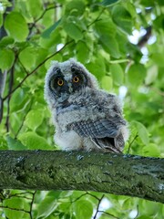 Uszatka (zwyczajna), sowa uszata - Asio otus, long-eared owl. Młoda sowa, young owl © filozofgrecki
