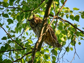 Uszatka (zwyczajna), sowa uszata - Asio otus, long-eared owl © filozofgrecki