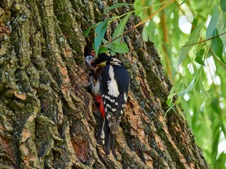 Dzięcioł duży, great spotted woodpecker, Dendrocopos major © filozofgrecki