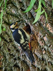 Dzięcioł duży, great spotted woodpecker, Dendrocopos major