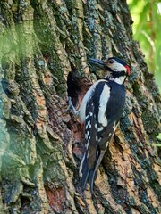 Dzięcioł duży, great spotted woodpecker, Dendrocopos major