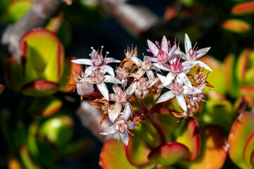 Jade Plant flowers (Crassula ovata)