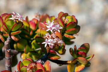 Jade Plant flowers (Crassula ovata)
