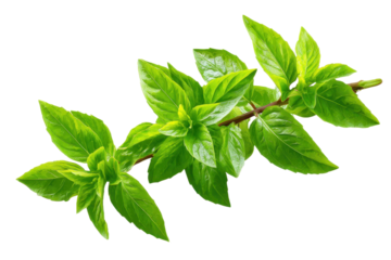 Fresh green leaves branch of Thai lemon basil or hoary basil tropical herb plant isolated on a transparent background