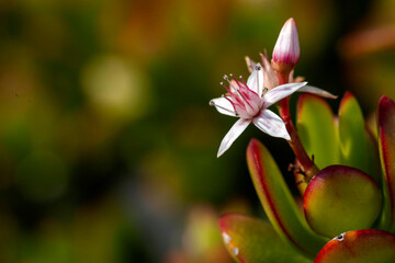 Jade Plant flowers (Crassula ovata)