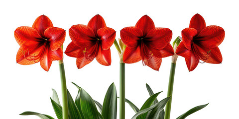 Obraz premium Vibrant Red Amaryllis Flowers Blooming Against White Background png