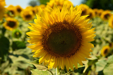 Close-up of a blooming sunflower in a field