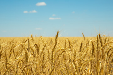 Golden wheat field under blue sky – summer landscape