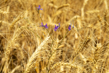 Purple wildflowers among golden wheat – close-up